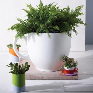Tea Cup Planter by Holly Palmer Contemporary Furniture